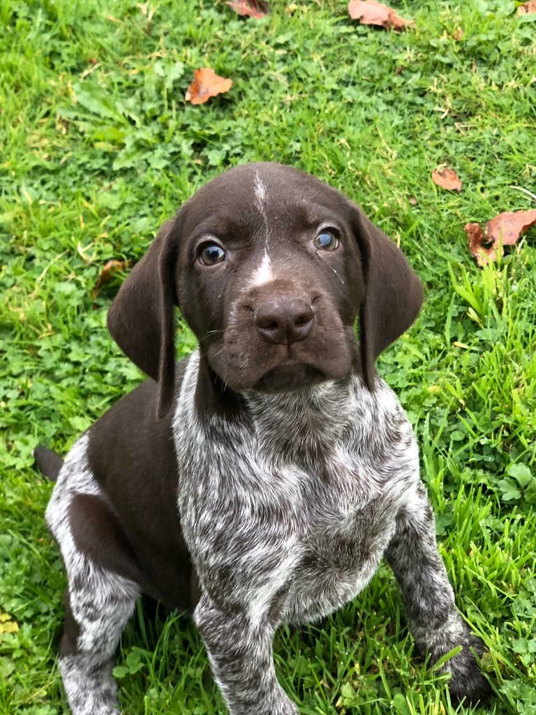 German Shorthaired Puppies For Sale In Llandeilo