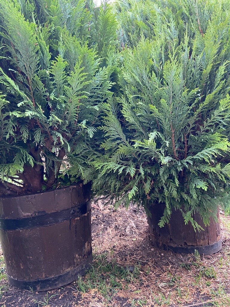 Mature shrubs in Fochabers, Moray Gumtree