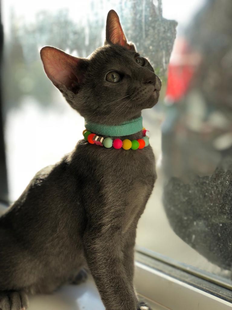 Blue Oriental Kittens in Salford, Manchester Gumtree