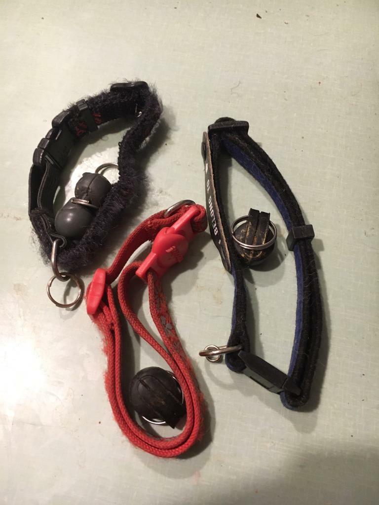 Cat collars and for cat flap in Brighton, East