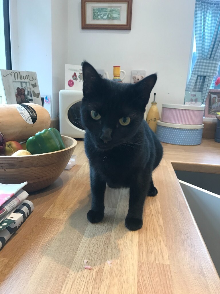 1 year old very affectionate cat for sale in Folkestone, Kent Gumtree