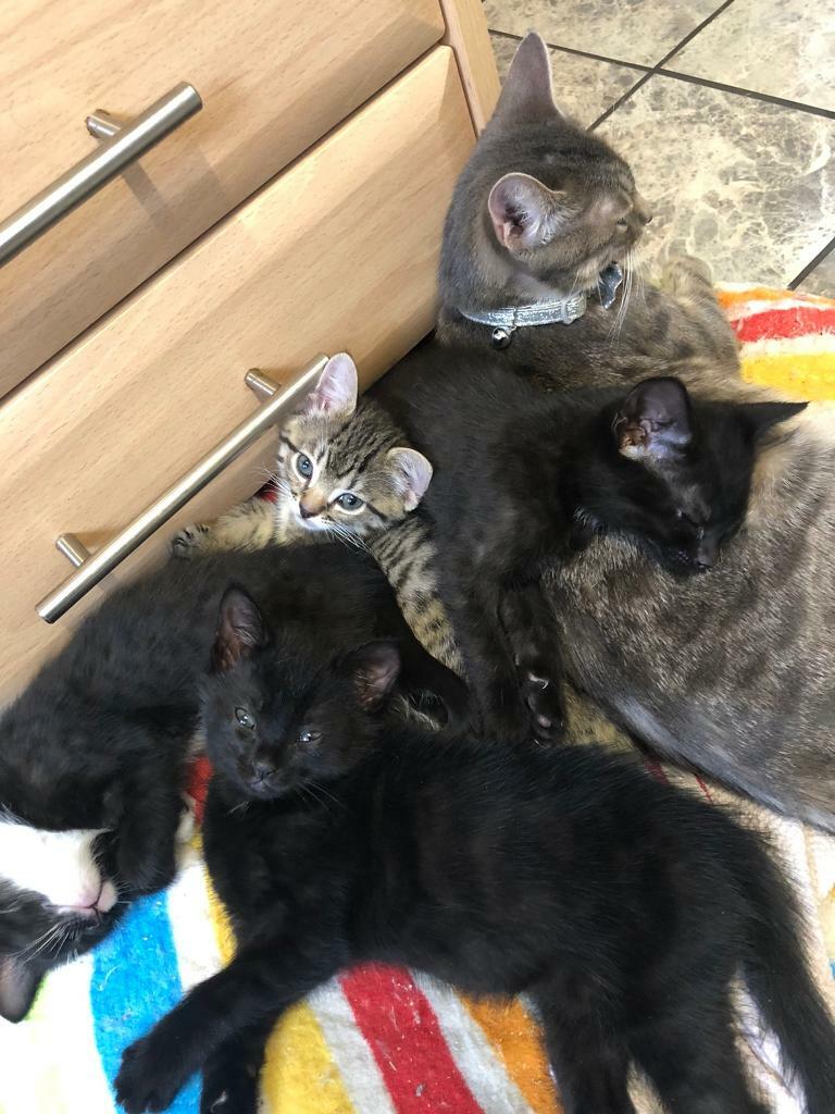 3 beautiful kittens for sale in Dunfermline, Fife Gumtree