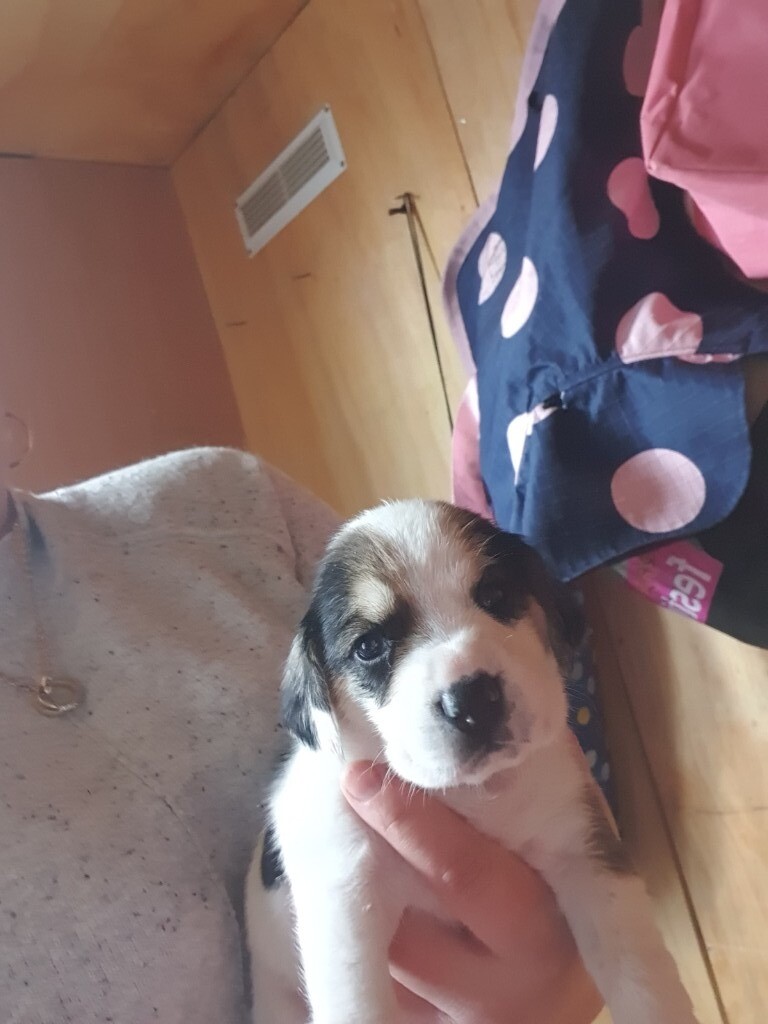 Beautiful tri beagle puppies for sale in St Austell, Cornwall Gumtree