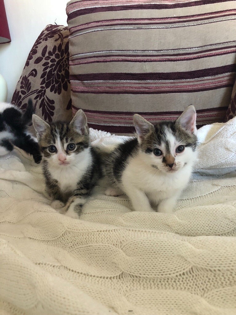 Lovely kittens for sale | in Corby, Northamptonshire | Gumtree