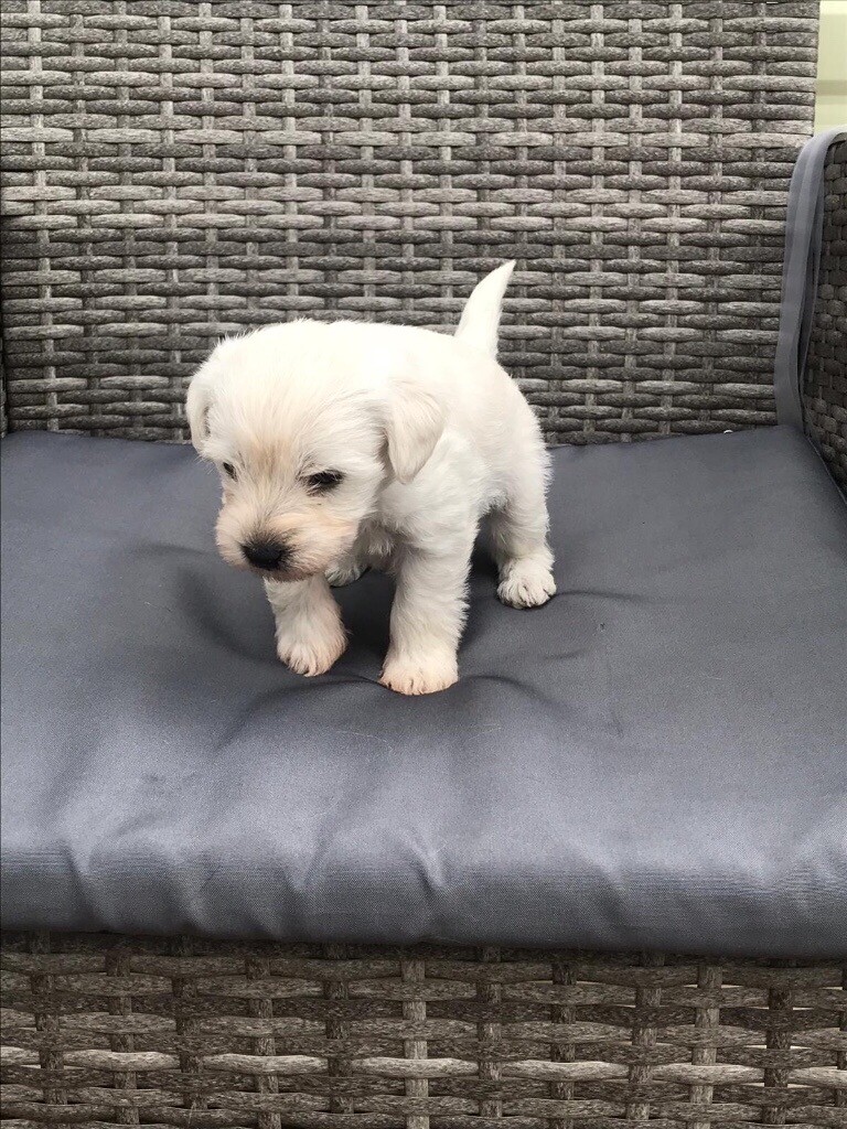 Westipoo puppies in Wrotham, Kent Gumtree