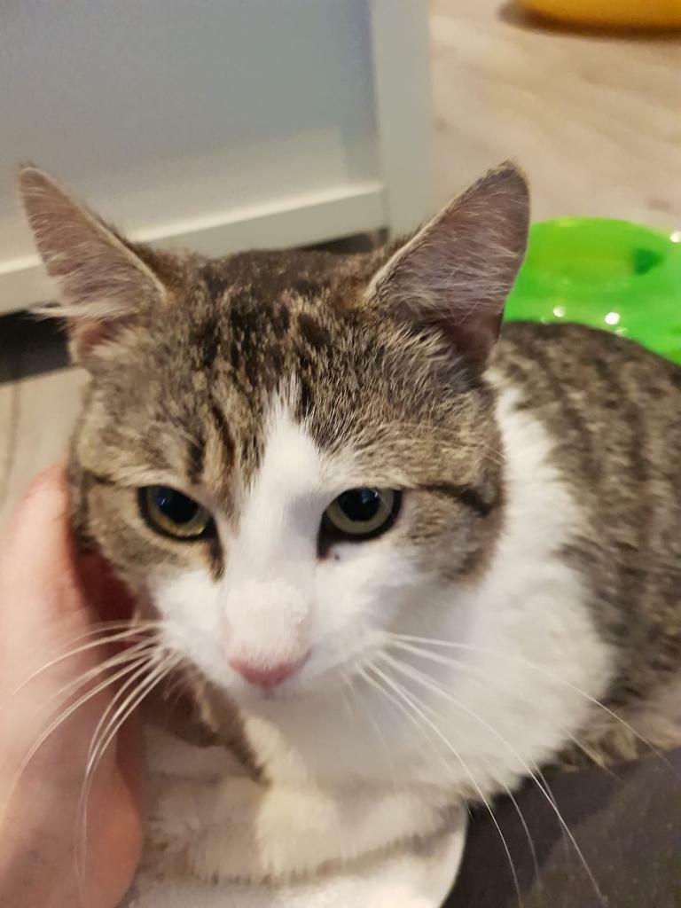 What Age To Neuter Male Cat Cat Meme Stock Pictures and Photos