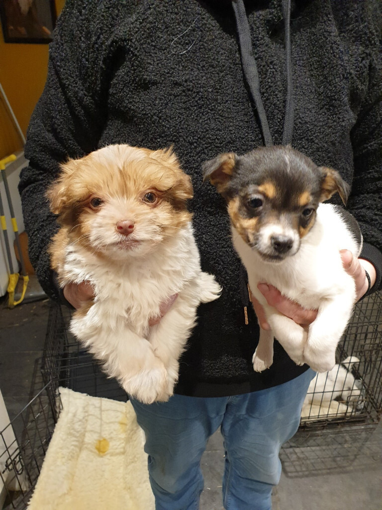 Jack Russell Puppies Dogs And Bitches Available In Sowerby