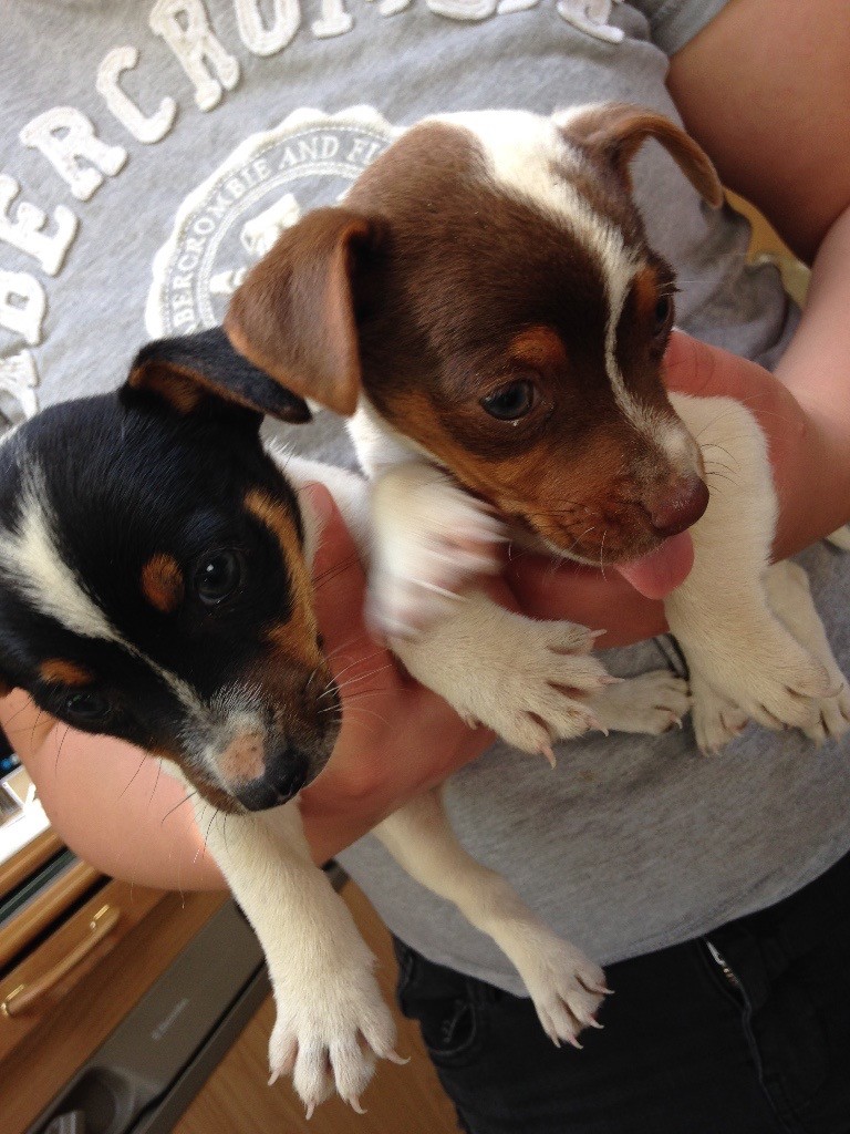 Jack Russell puppies for sale in Exeter, Devon Gumtree