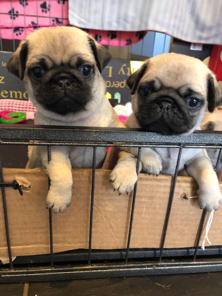 Pugs for sale in Edinburgh Gumtree