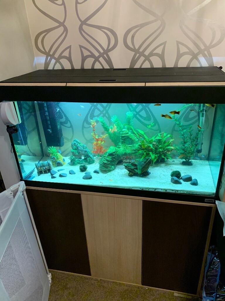 Fluval Roma 200l tropical fish tank in Glenrothes, Fife Gumtree