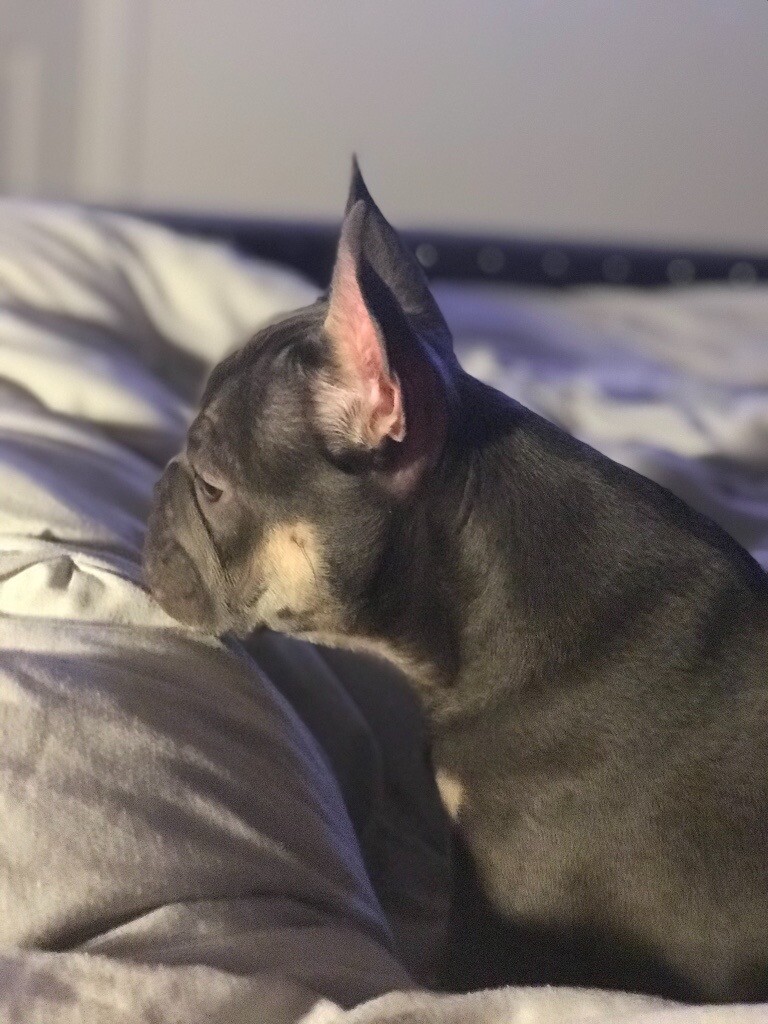 14 Weeks Blue French Bulldog Male Kc Registered In Warrington