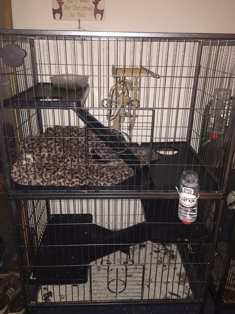 2 female ferrets + cage for sale in Derby, Derbyshire Gumtree