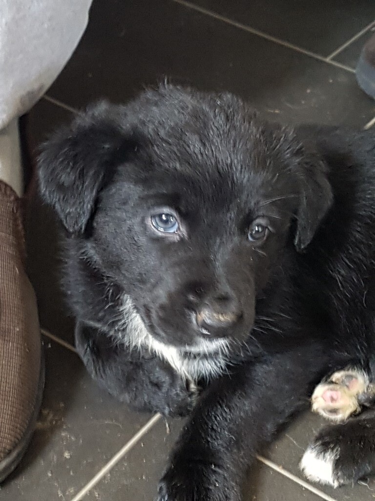 Labrador cross collie puppies in Pentraeth, Isle of Anglesey Gumtree