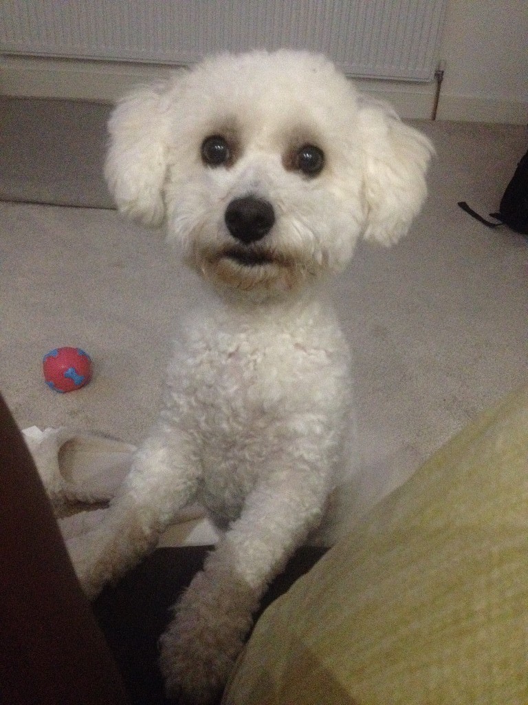 Trained Dog (Bichon Frise) HYPOALLERGENIC with great temperament in Elstree, Hertfordshire