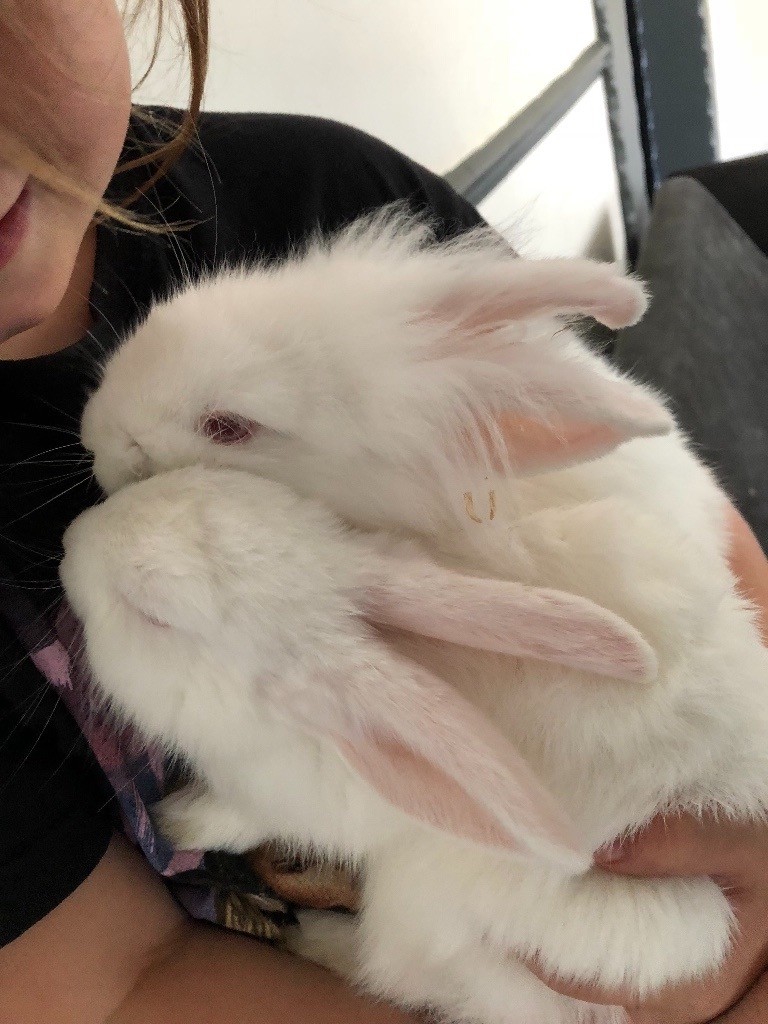 2 Rabbits 1 Lion Head 1 Short Haired Both White 20 Brother And Sister