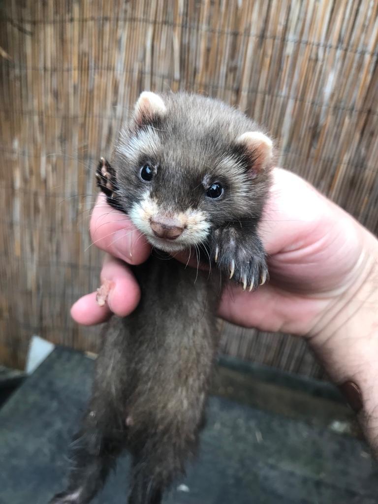 Ferret kits for sale 4 available in StokeonTrent, Staffordshire Gumtree