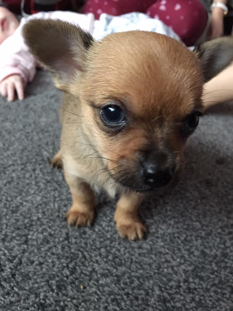 Chorkie puppies in SuttoninAshfield, Nottinghamshire Gumtree