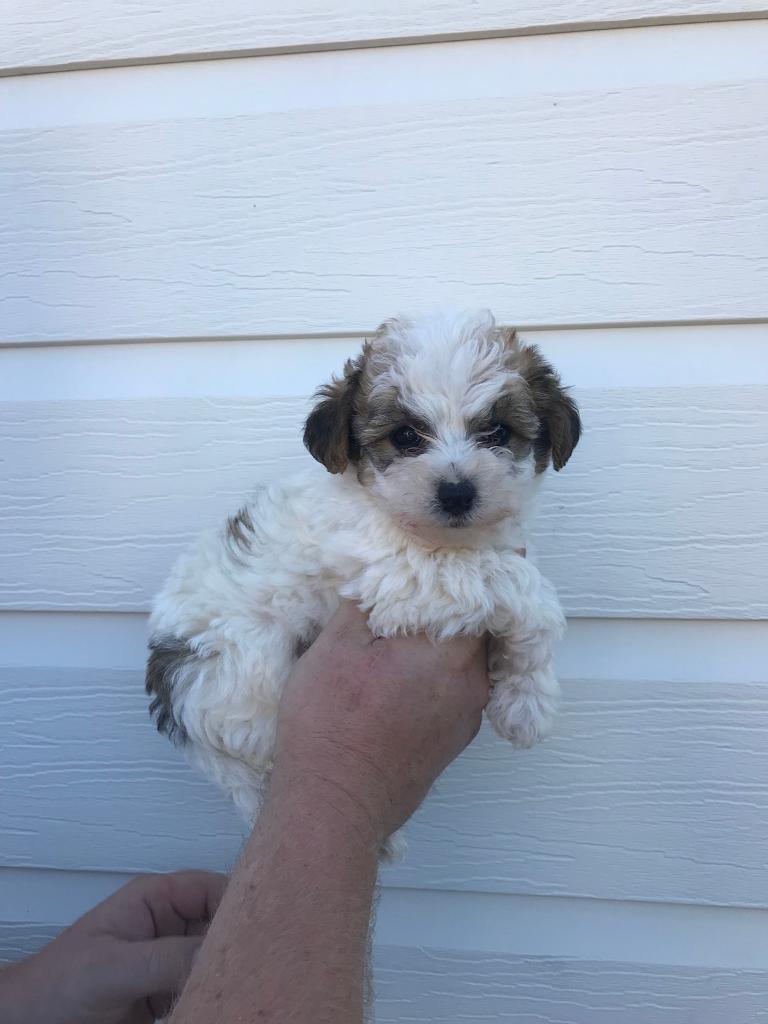 Bichon frise x Tibetan terrier in Brockworth, Gloucestershire Gumtree