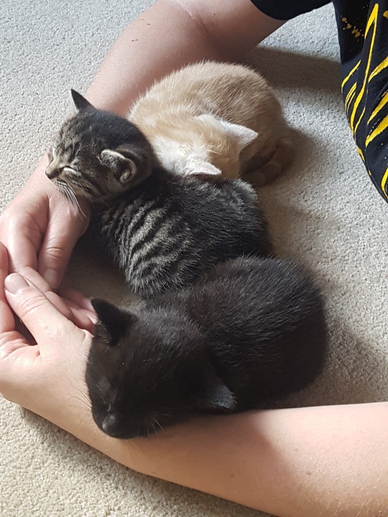3 kittens for sale - ginger,grey and black | in Kettering