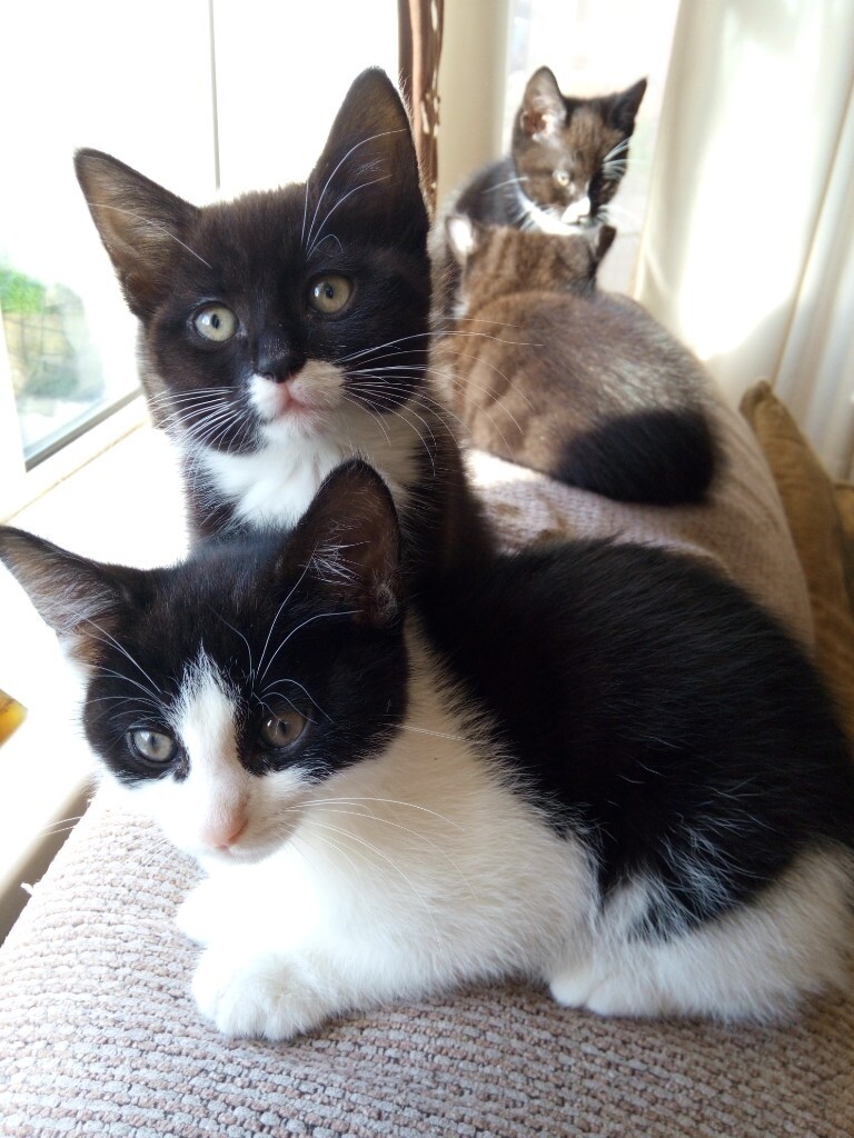 Adorable kittens in Southampton, Hampshire Gumtree