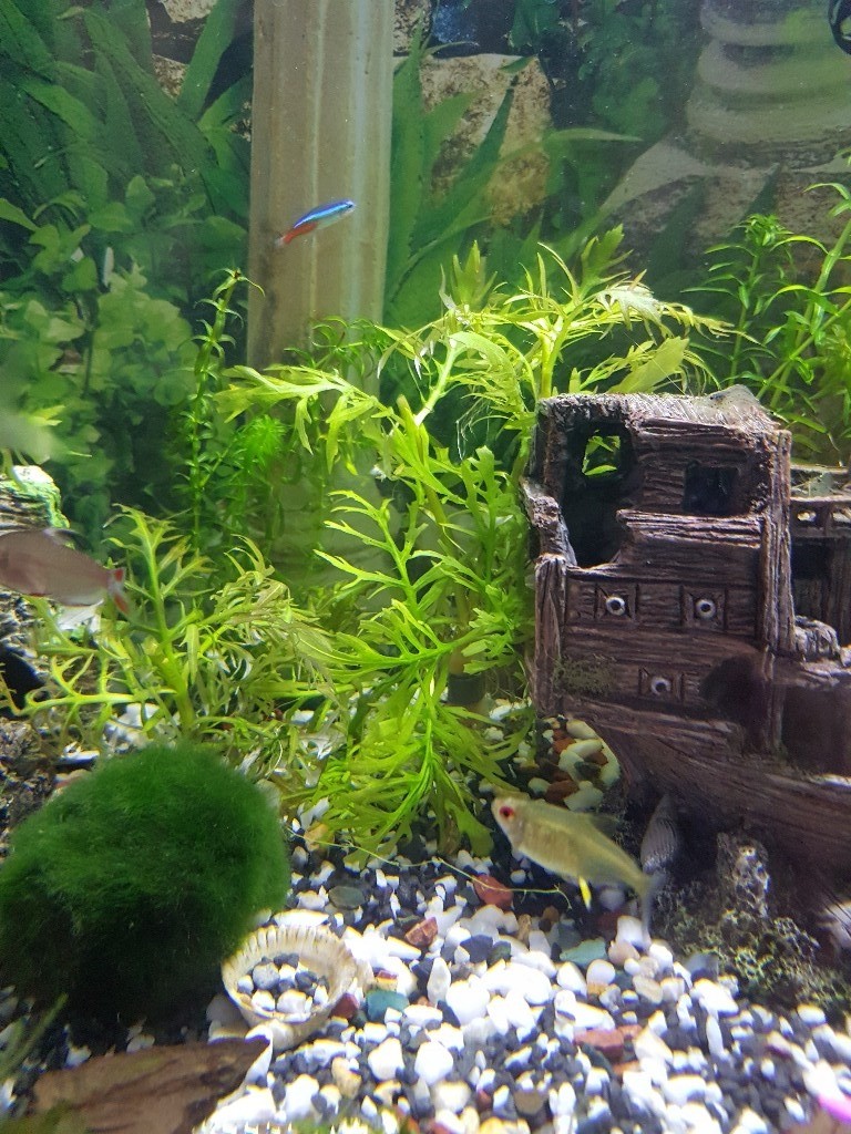 Water wisteria aquarium plant in Great Yarmouth, Norfolk Gumtree