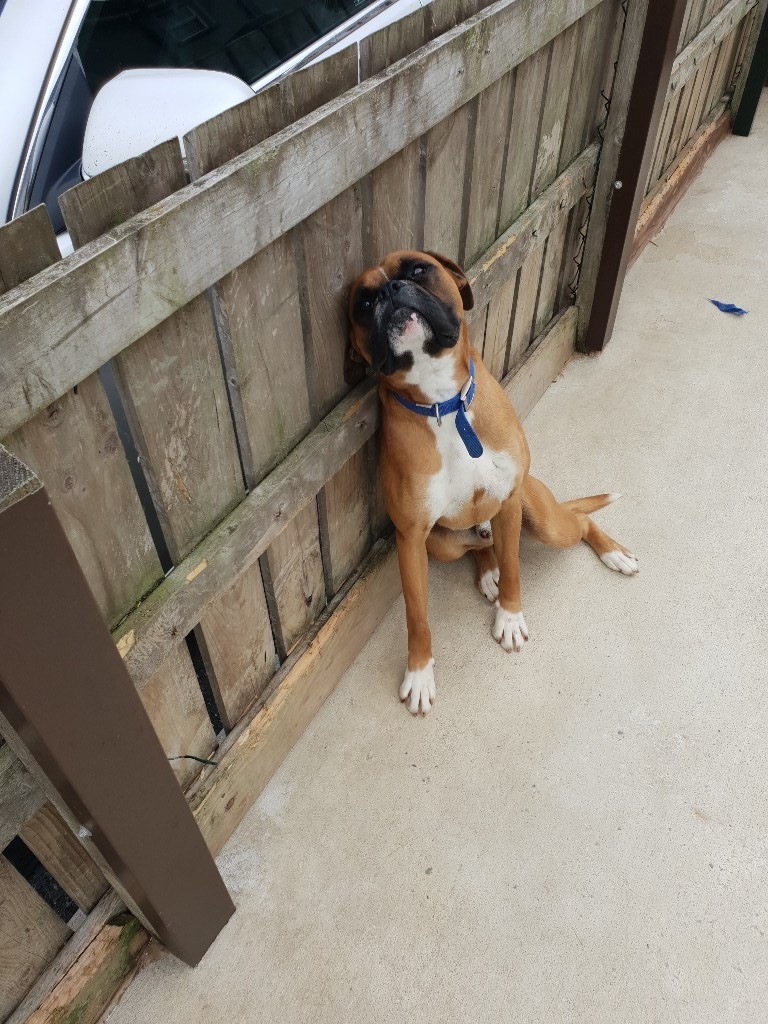Boxer dog for sale in Newtownstewart, County Tyrone Gumtree