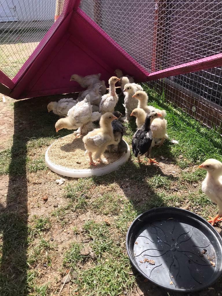 Isabella Brahma pullets/chicks/chicks in Kenton, London Gumtree