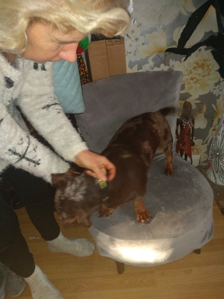 Sausage dog for sale in Great Yarmouth, Norfolk Gumtree