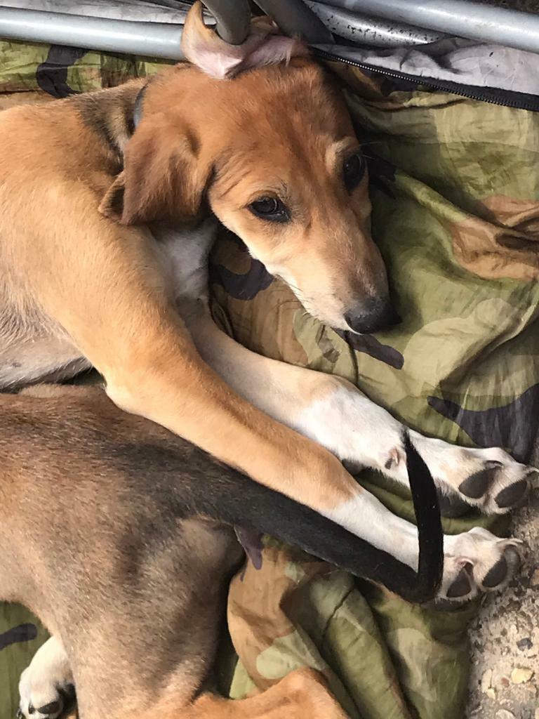 Saluki Whippet Pups In Southampton Hampshire Gumtree
