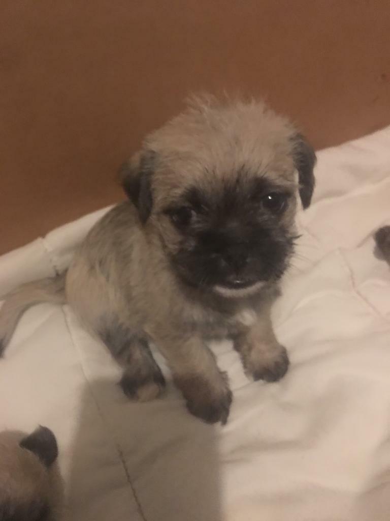 Shug Puppies in Headington, Oxfordshire Gumtree