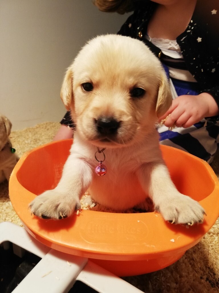 Golden Labrador puppies in Enniskillen, County Fermanagh Gumtree