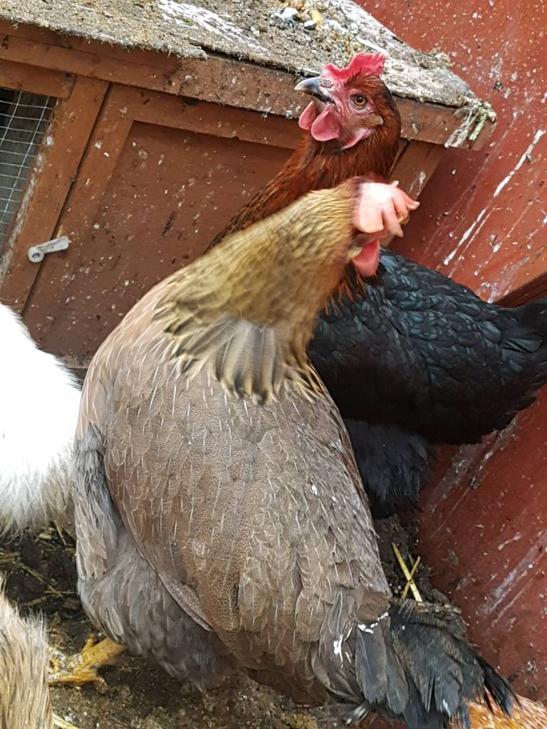 8 chickens for sale in Batley, West Yorkshire Gumtree