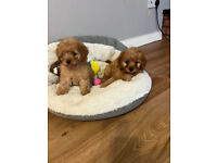 cavapoo puppies ( cavalier king charles X toy red poodle )