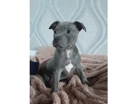 Blue Staff Dogs Puppies For Sale Gumtree