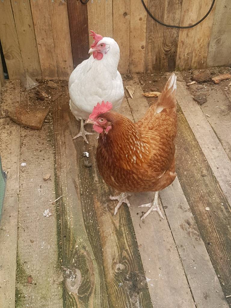 2 hens for sale in Dunfermline, Fife Gumtree