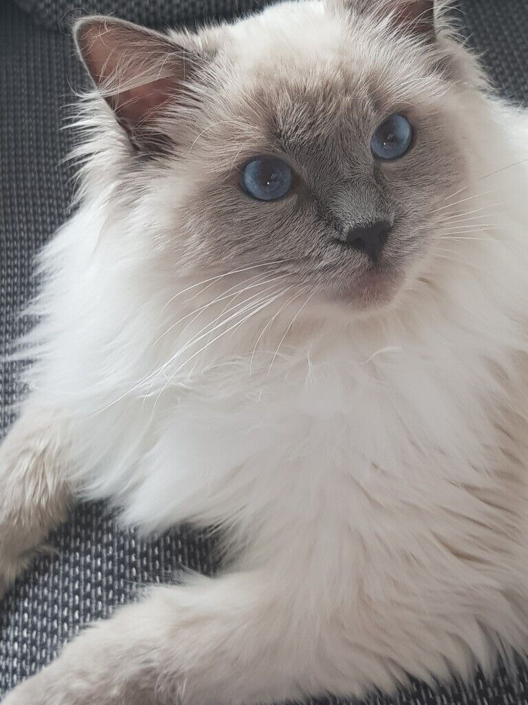 Stunning Blue Point Ragdoll for Your Adult Companion - catmags.com