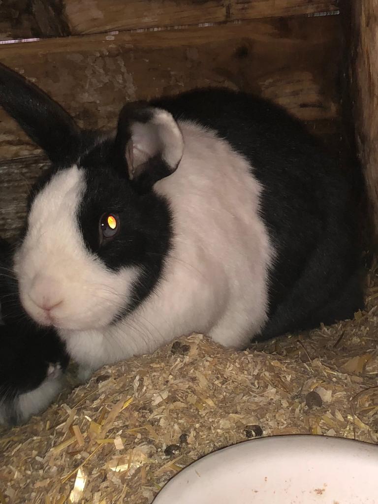 Rabbits for rehoming including cages and run in Tranent, East Lothian