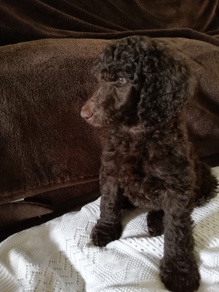 Quality KC reg champion pedigree standard poodles for sale. in Dunoon