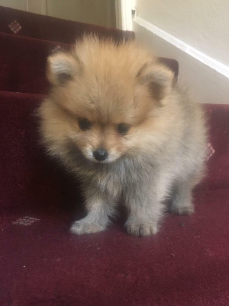 Pomeranian puppy,3 months in Southgate, London Gumtree
