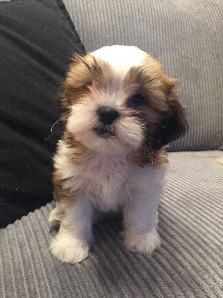 Shih Tzu X Bichon Frise Puppies For Sale in Milton Keynes 