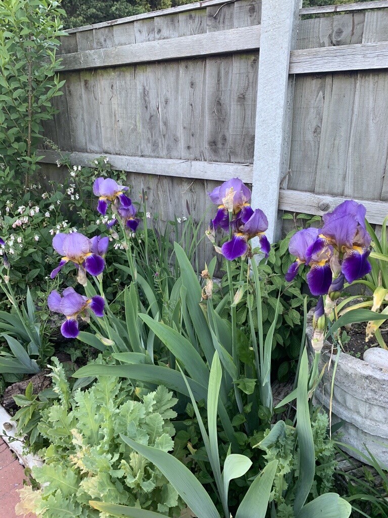 Iris plants for sale ready to plant for next year flowering various