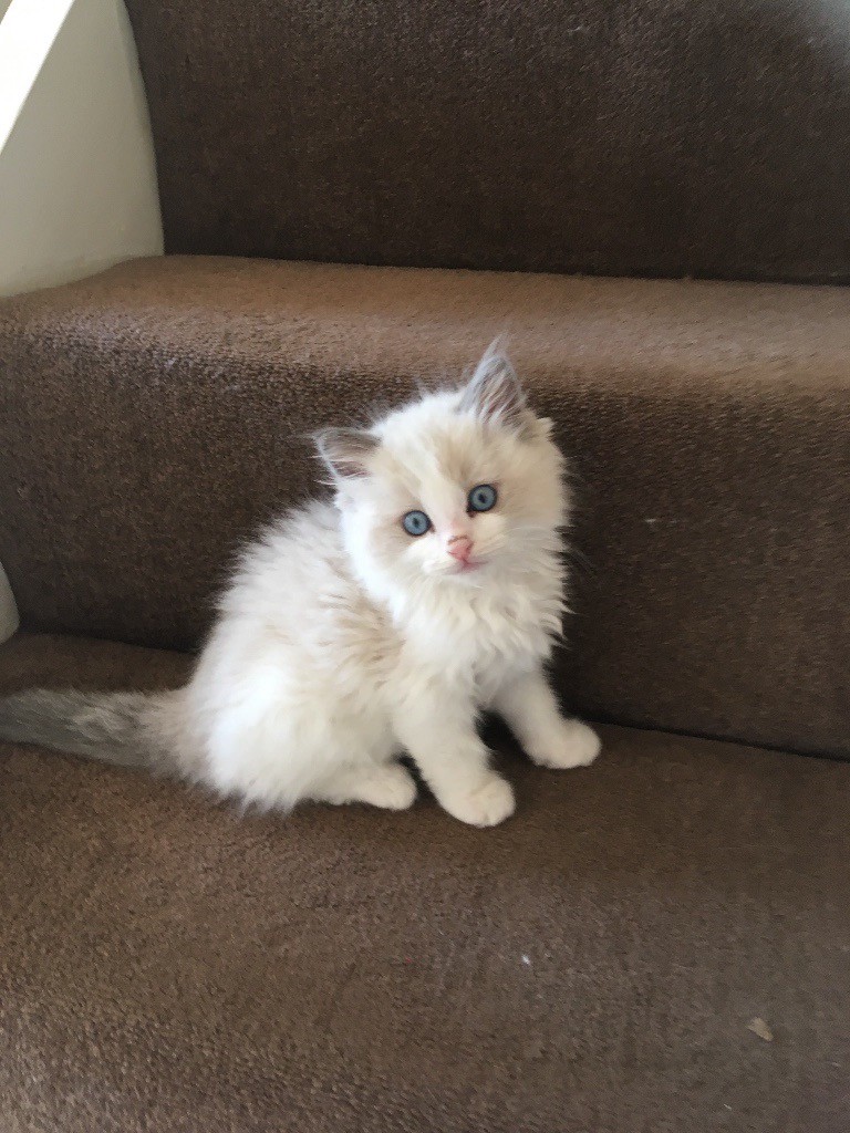 Blue Point Bi Colour Ragdoll Kitten Male Cat in Morpeth