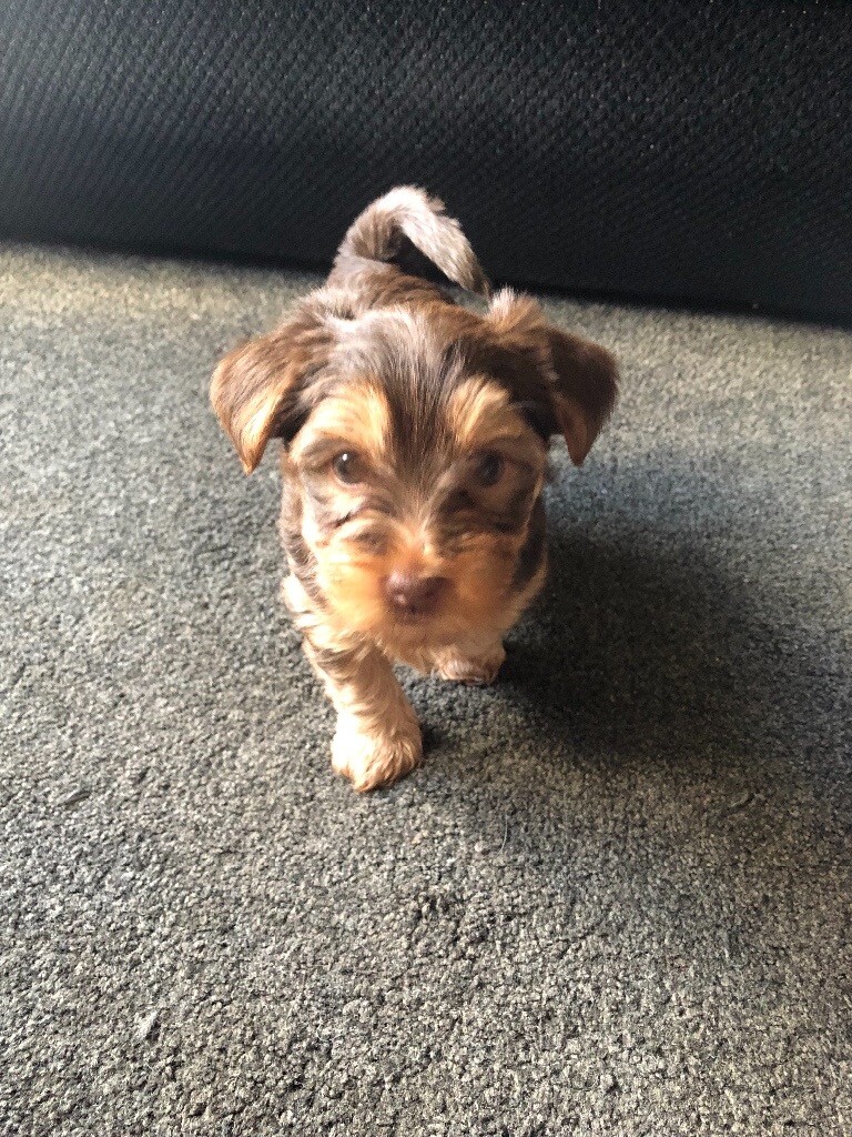 Stunning Yorkshire Terrier puppies in Haddington, East Lothian Gumtree