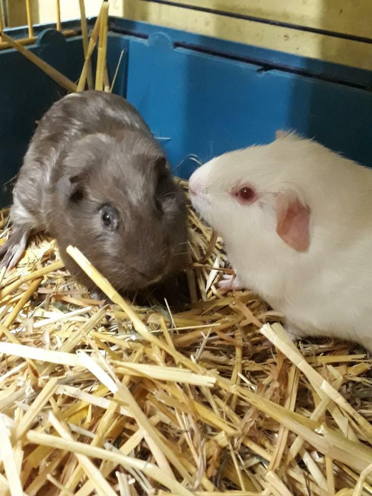 Guinea pig for sale in Sandwell, West Midlands Gumtree