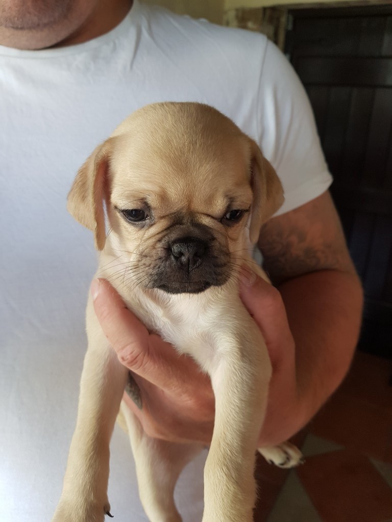 Pug x Bulldog Puppies For Sale. ***Ready Now*** in Wisbech