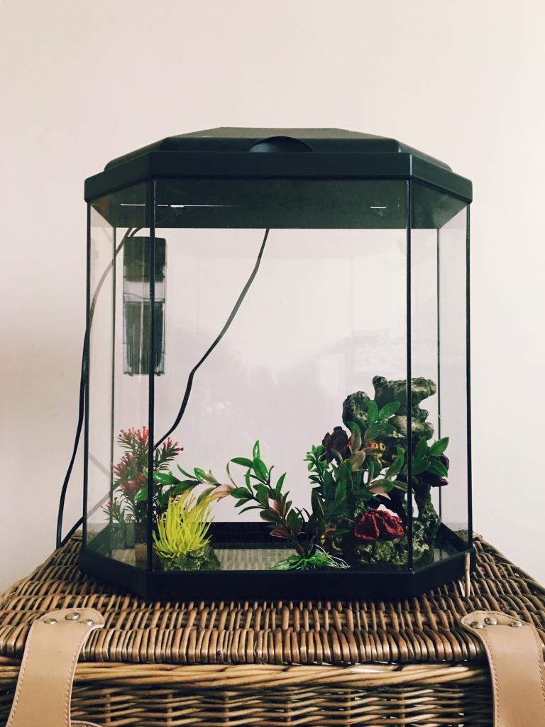 Fish tank/aquarium 25 litre in Ely, Cambridgeshire Gumtree
