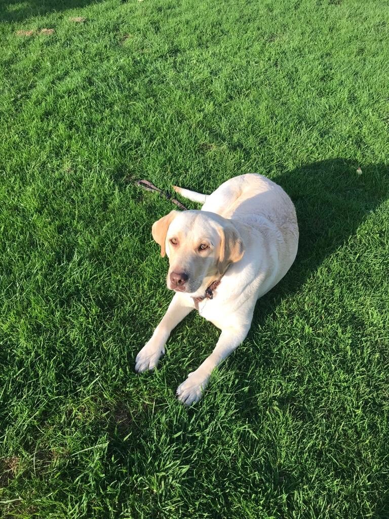 Labrador for sale in Gretna, Dumfries and Galloway Gumtree