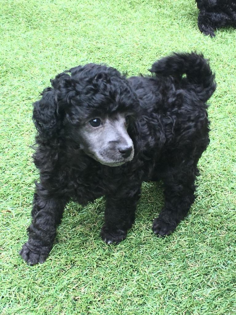 Toy poodles Available in Rossendale, Lancashire Gumtree