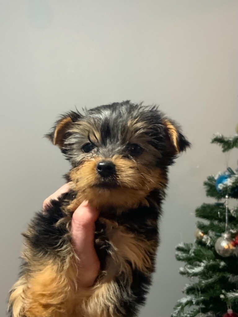 Miniature Yorkshire terrier puppies (only 1 left) in Wolverhampton