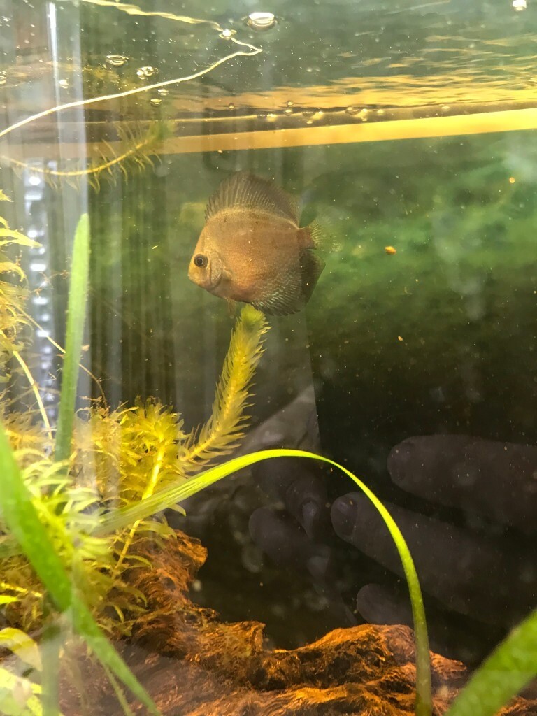 Free Tropical Fish in Bowdon Manchester Gumtree
